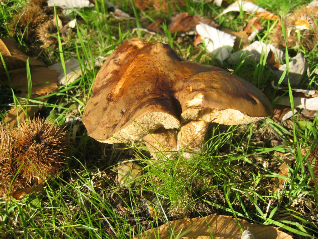 Boletus badius 